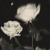 折薔薇 ＿ 🥀𓈒𓂂𓇬
