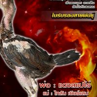 ซุ้ม ณัฐกานต์ฟาร์ม