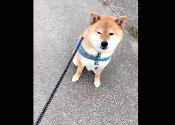 散歩中に拗ねる柴犬の行動が可愛すぎる