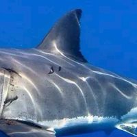 [WireShark 6G Academy] 網鯊6G學院