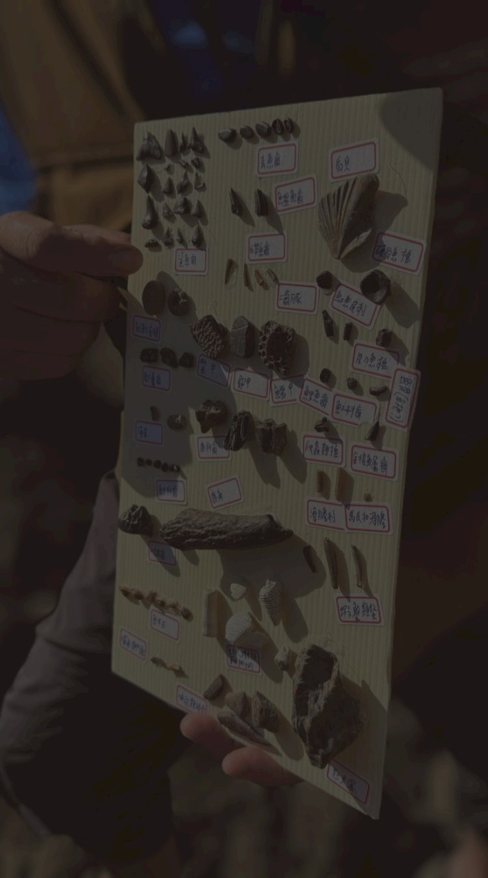 跟著小蔡老師挖化石