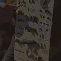 跟著小蔡老師挖化石