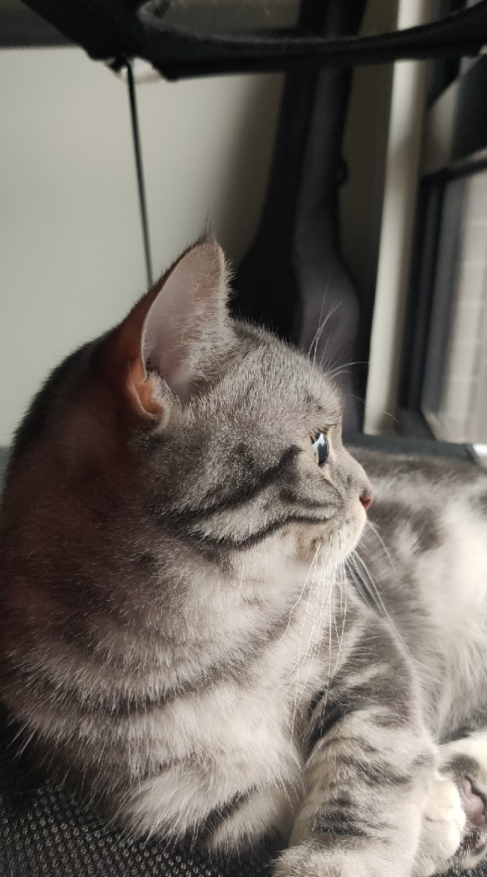 過嶺貓奴日常分享😸