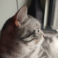 過嶺貓奴日常分享😸