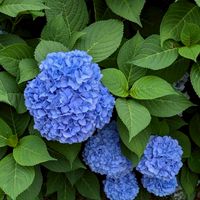 🌷50代〜のほのぼのゆったり☕お話しましょう😊