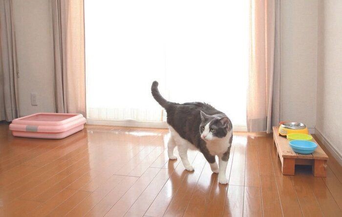 寒い季節の 猫トイレ の正しい置き方