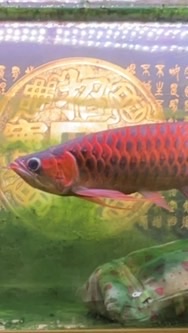龍魚明碼價&討論分享群