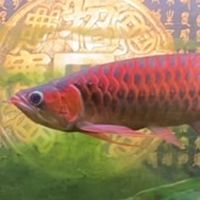 龍魚明碼價&討論分享群