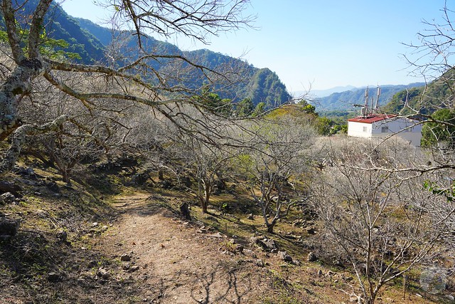 彭家梅園