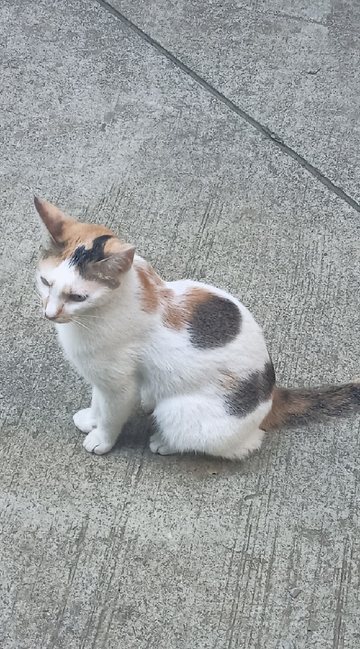 食屎吧！女人