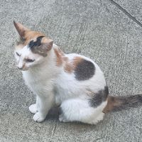 食屎吧！女人