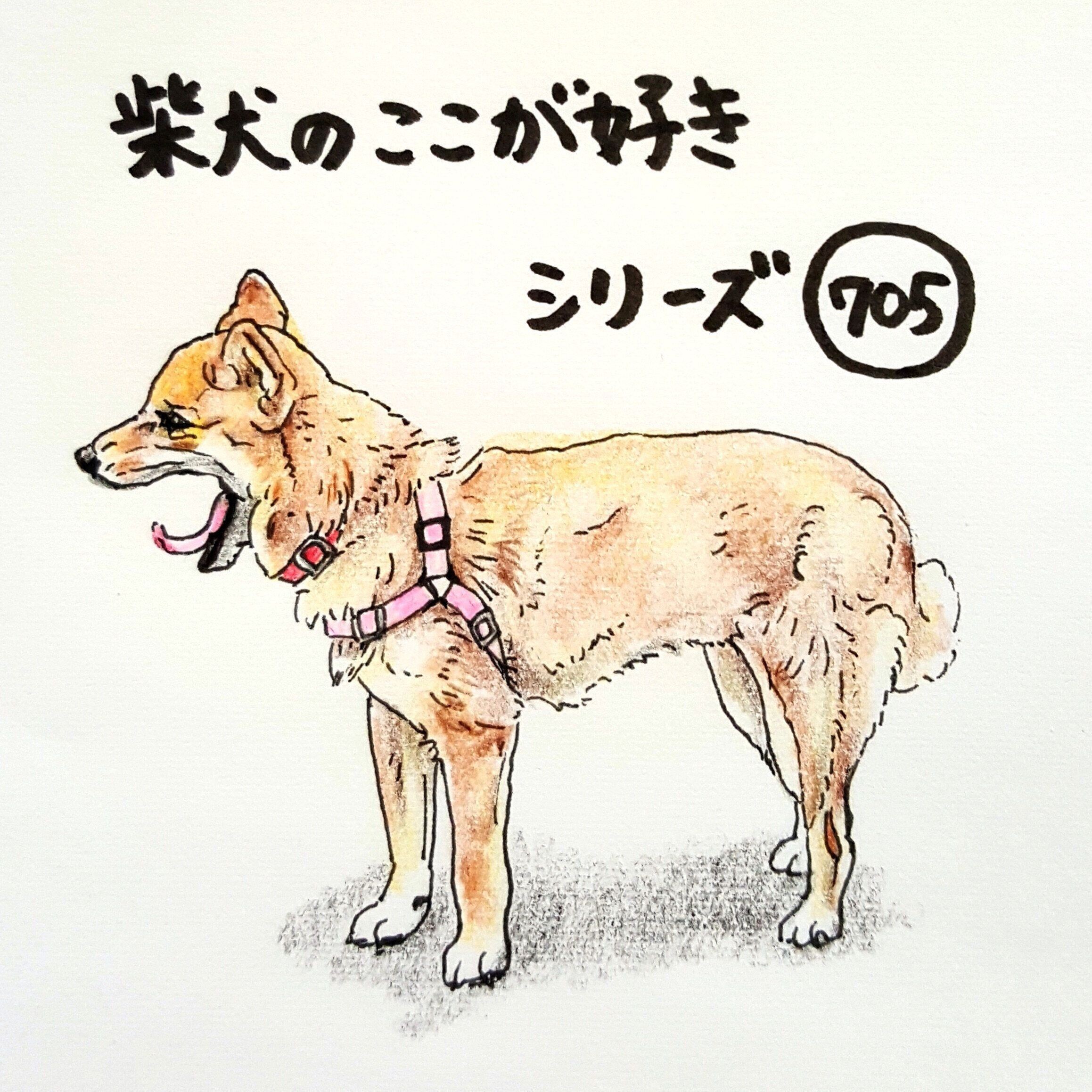 柴犬あるある あごが外れそうなくらい あくびが大きい