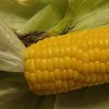 晴れ晴れ家庭菜園　(野菜作り、野菜料理からグルメ報告などなど)