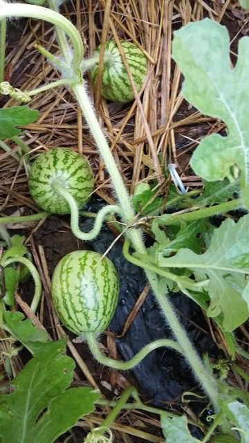 晴れ晴れ家庭菜園　(野菜作り、野菜料理からグルメ報告などなど)