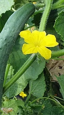 晴れ晴れ家庭菜園　(野菜作り、野菜料理からグルメ報告などなど)