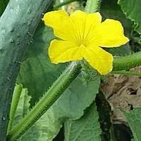 晴れ晴れ家庭菜園　(野菜作り、野菜料理からグルメ報告などなど)