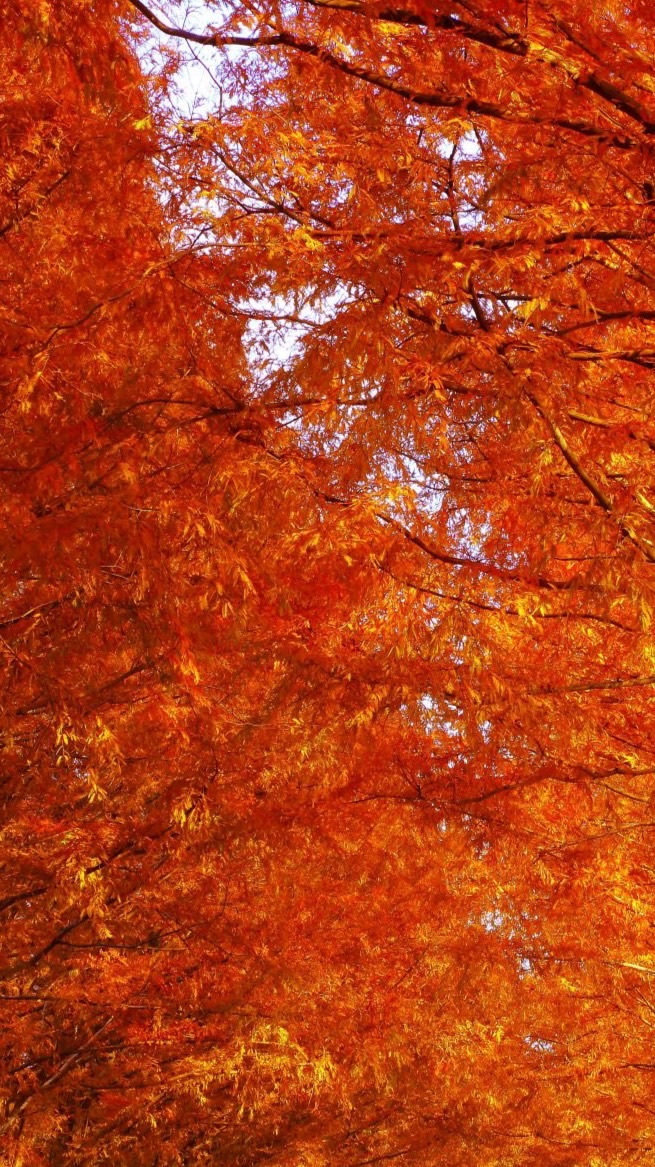 晴れ晴れ家庭菜園　(野菜作り、野菜料理からグルメ報告などなど)