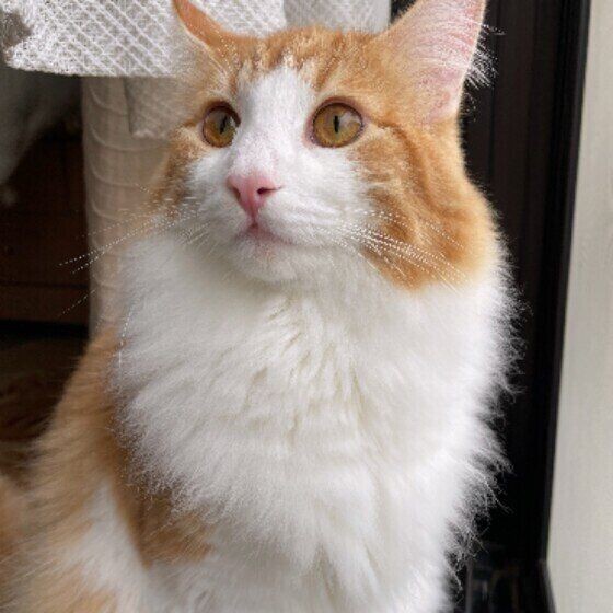 調査 長毛種あるある 共感エピソードが集まった ねこのきもちnews