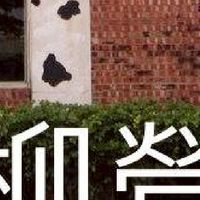 我是柳營人