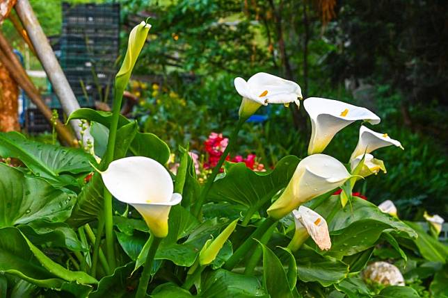 恩愛農場種植大量花卉的一小角
