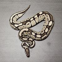 毛毛的毛房