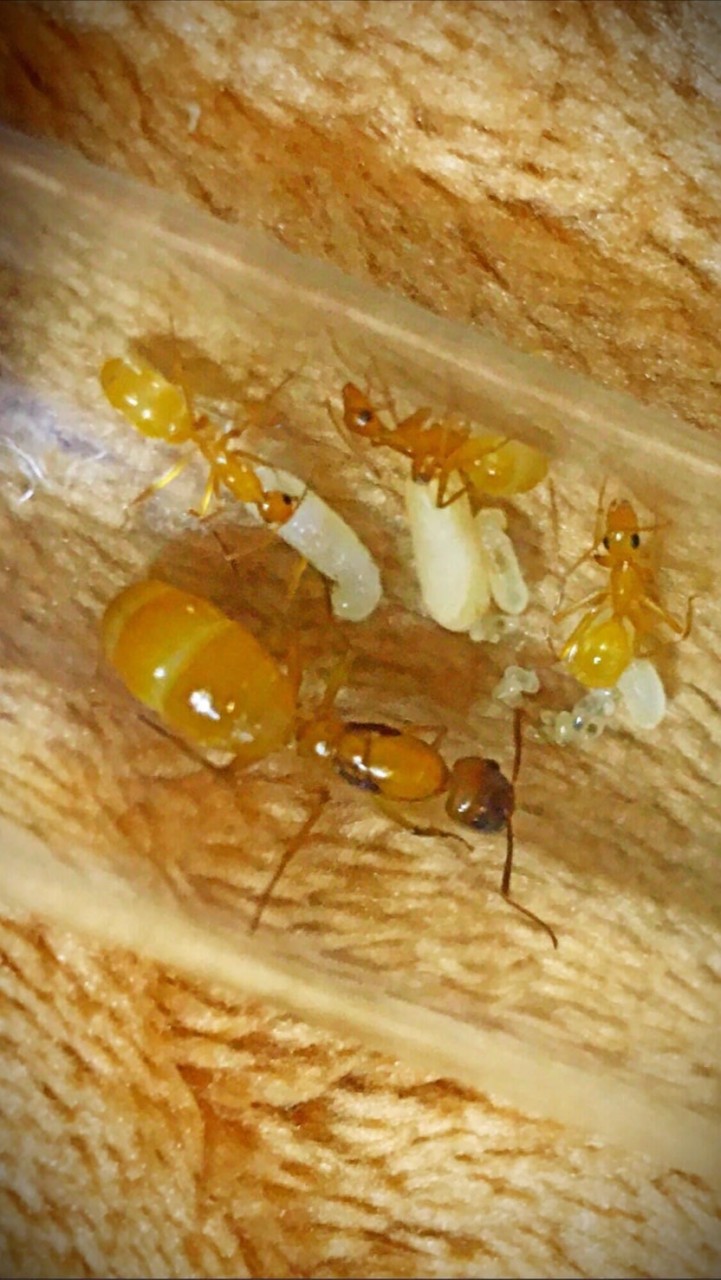 可愛療癒の螞蟻