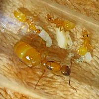 可愛療癒の螞蟻