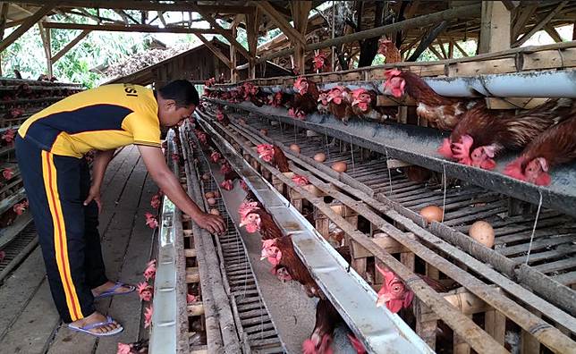 ternak ayam modal 1 juta