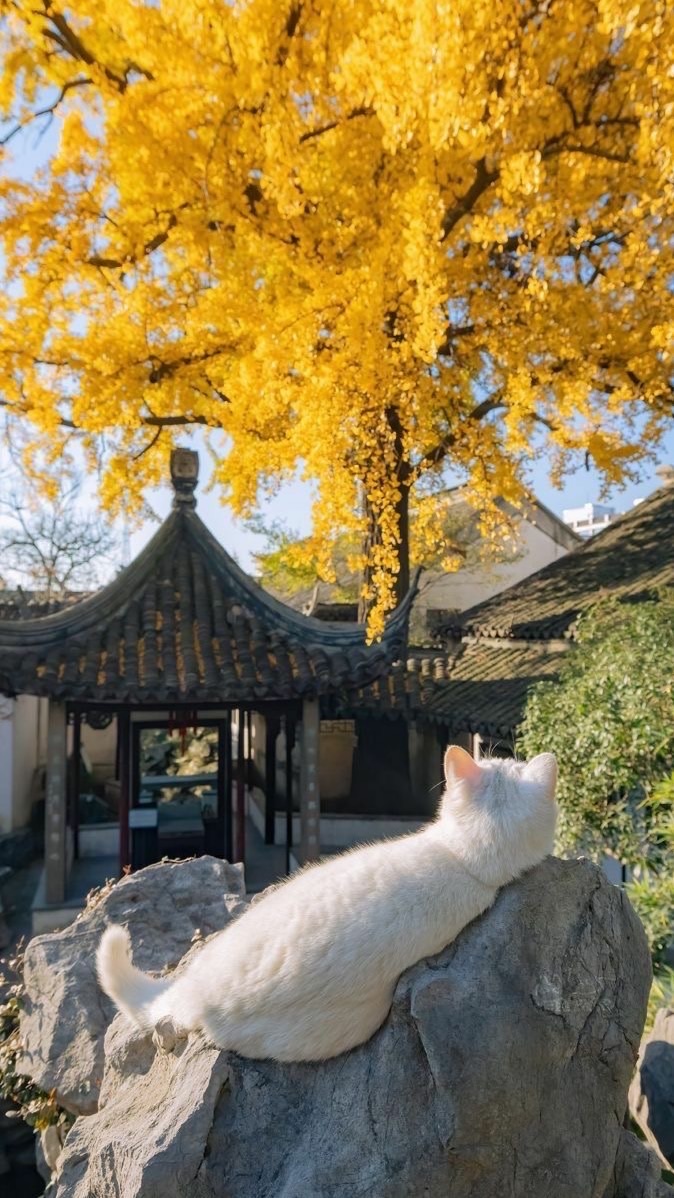 靈魂棲心軒｜覺察·能量秘寶