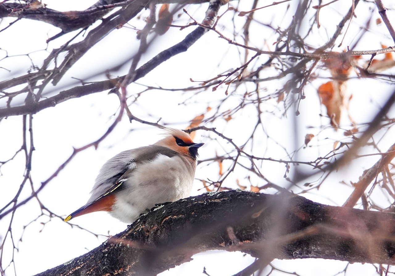 旅遊攝影師貝琪梨的極地遠征！Sony RX10 IV 極光 / 飛羽實戰拍攝分享