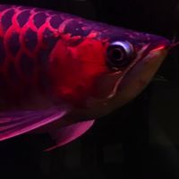 杰福里龍魚Since2013