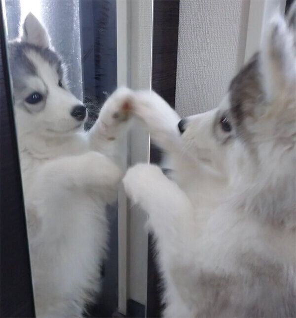 犬も気持ちいい 日向ぼっこ 健康のためにも重要だった