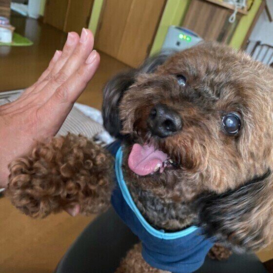 前足でちょいちょい するかわいい犬たち しぐさの理由も解説 いぬのきもちnews