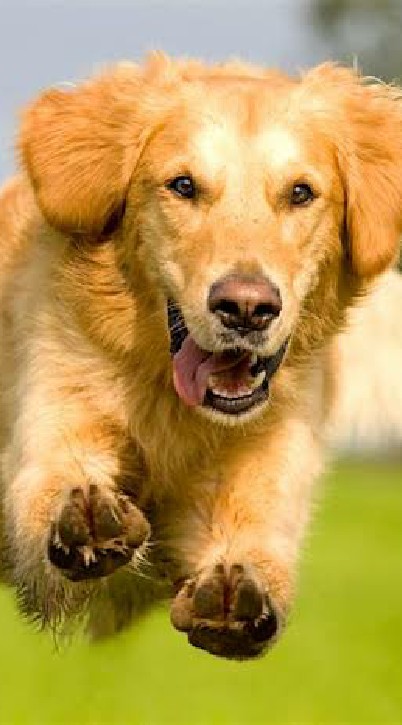 Golden Retriever lovers