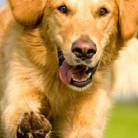 Golden Retriever lovers