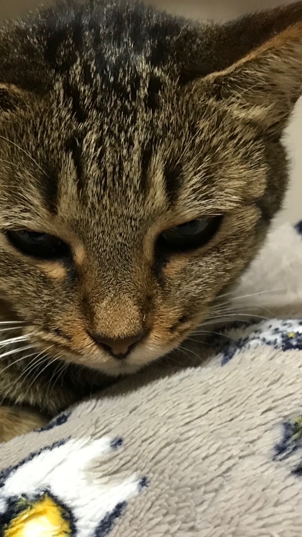 猫飼いの会ながさき🐈‍⬛