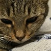 猫飼いの会ながさき🐈‍⬛
