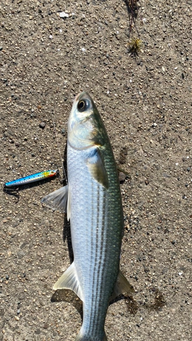 愛知　釣り　初心者