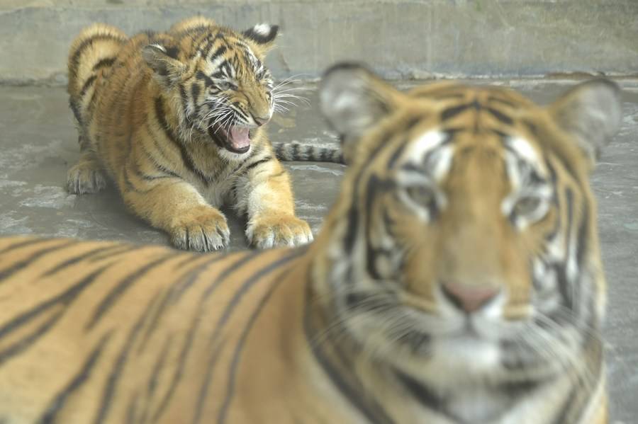 Asia Album: Rare white tigers revive zoo in Bangladesh-Xinhua