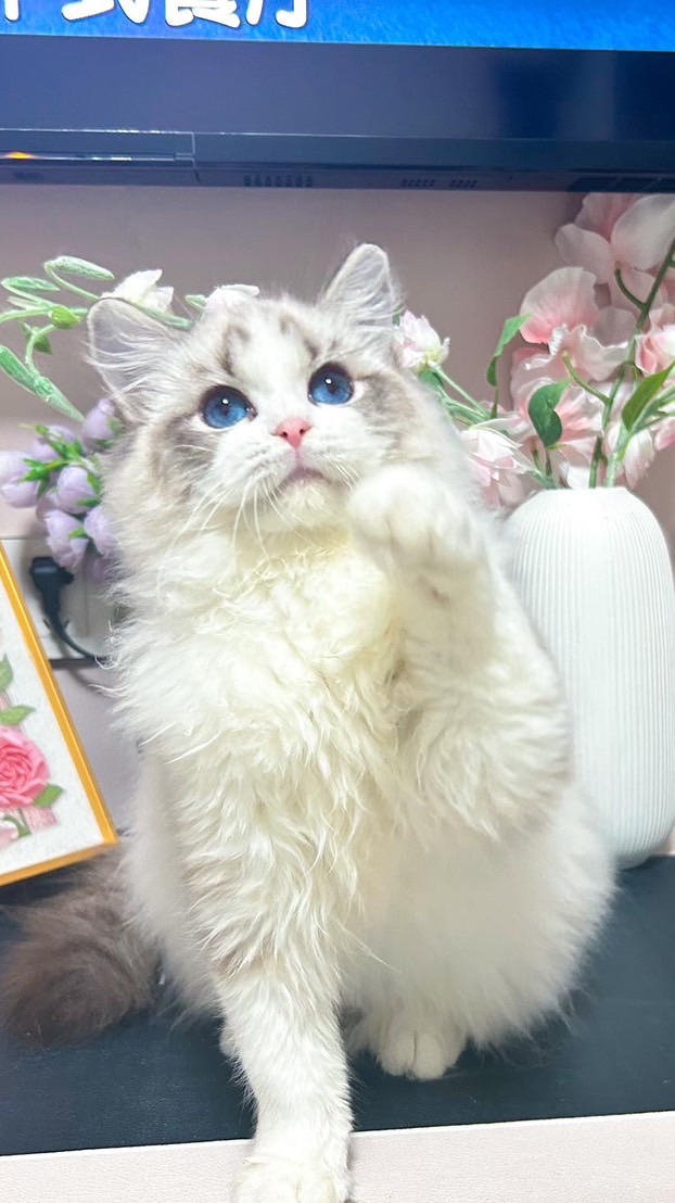 Ragdoll Friends