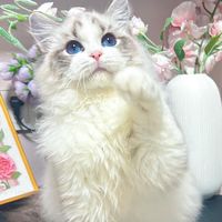 Ragdoll Friends