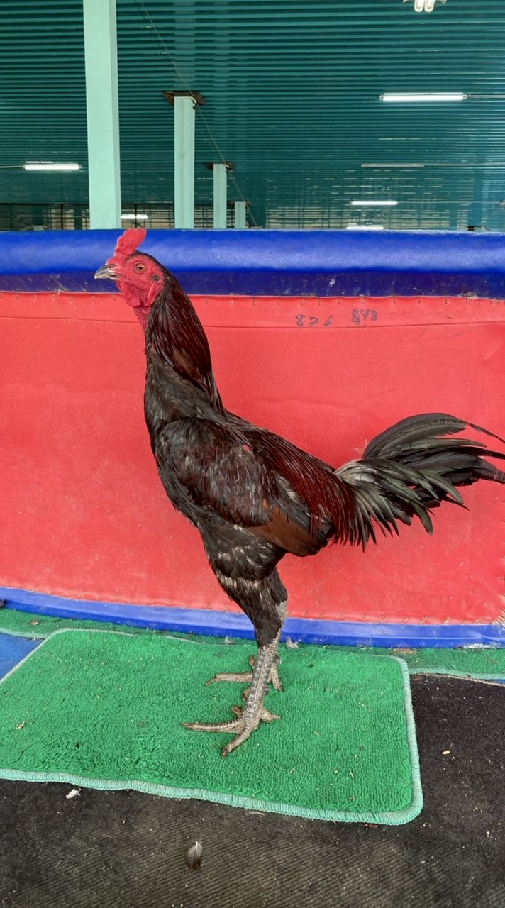 ซุ้ม ส.ปาร์แมน ไก่ชนนครนายก