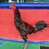 ซุ้ม ส.ปาร์แมน ไก่ชนนครนายก