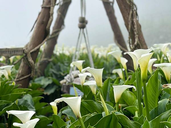 21陽明山海芋季 限時一個月開跑 絕美雪白花海必去 交通 採摘攻略一次整理 Cbook Line Today