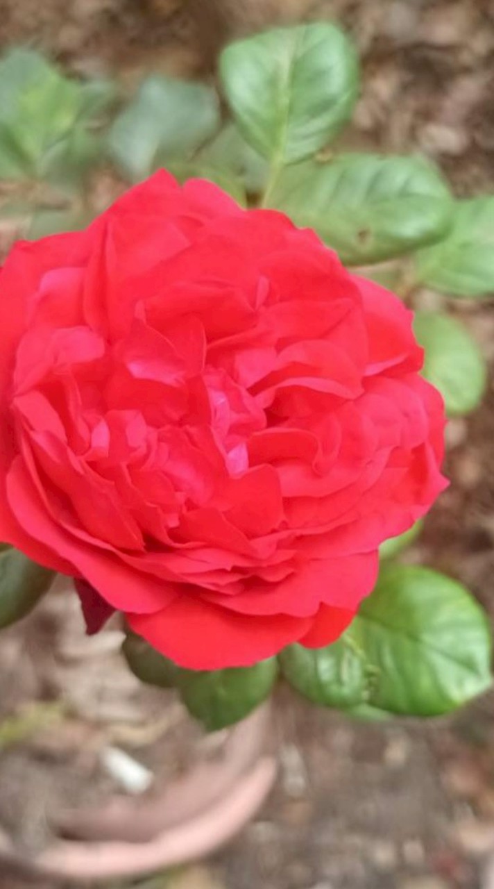 雙動姐妹花