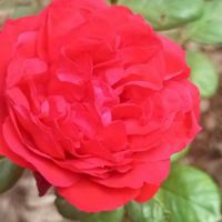 雙動姐妹花