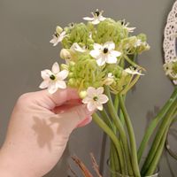 Lili經絡芳療