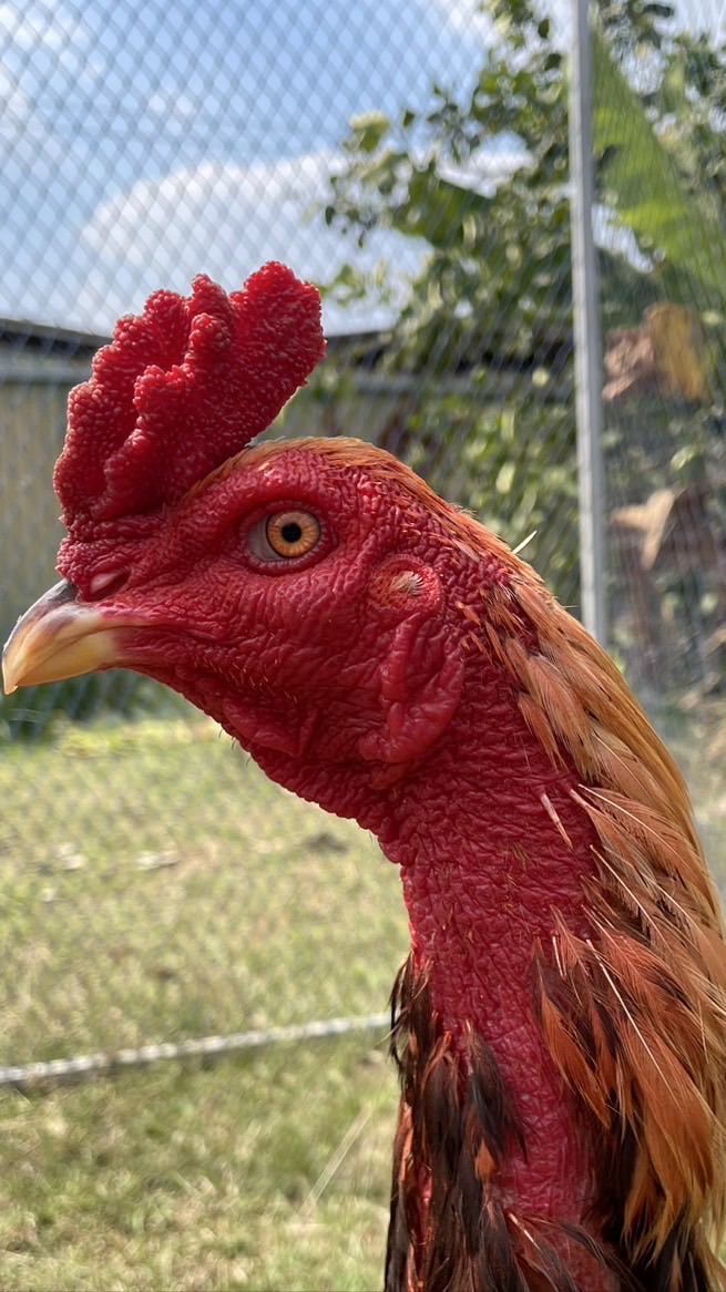 Fc เจ้าสาชาละวัน  แชมป์6.6แสน