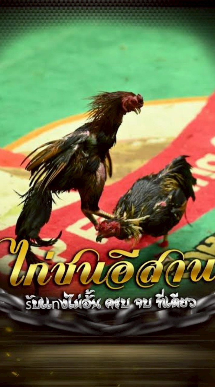 ไลน์สดไก่ชนFC