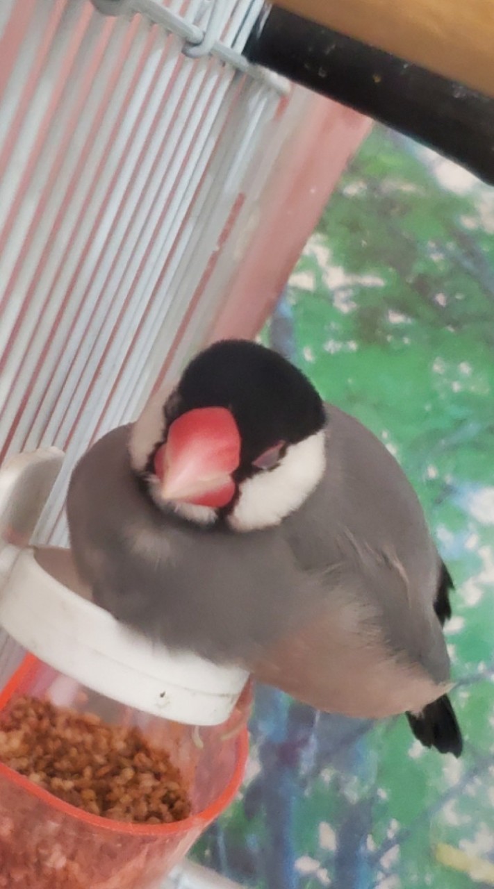 もちっと文鳥